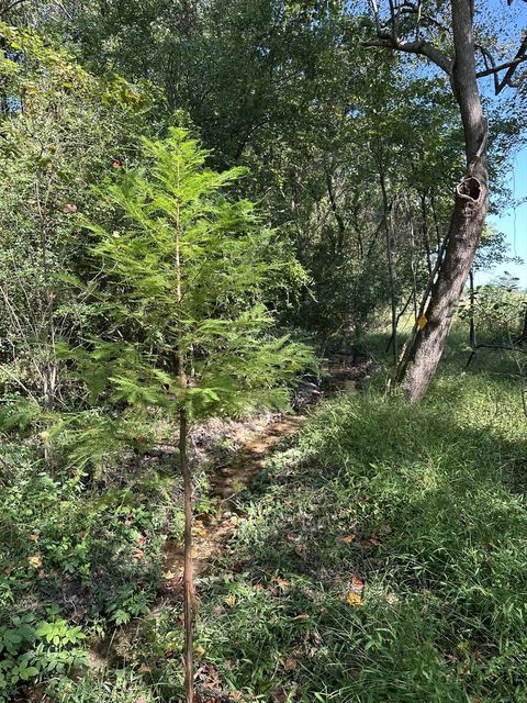 A planted bald cypress sapling growing beside a shaded stream at the Brooks Swamp site