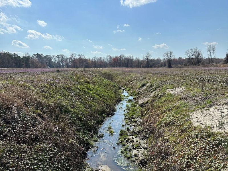 An agricultural drainage ditch running between cropland fields at the Green Heron site before restoration, with purple henbit blooming