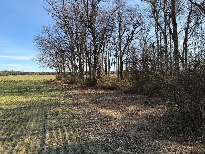 Winter farm field meeting a strip of bare hardwoods along a stream at the Heritage site in Wayne County, NC
