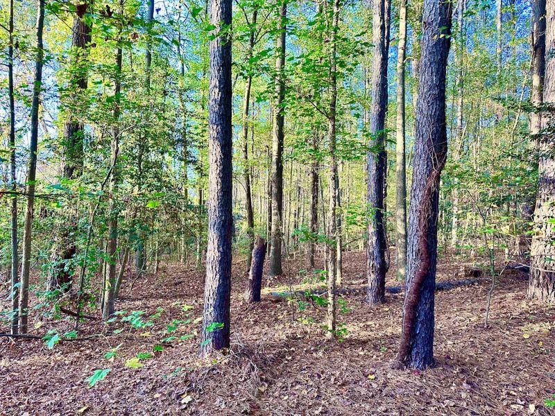 Interior of a mature pine and hardwood forest with a leaf-covered floor in autumn
