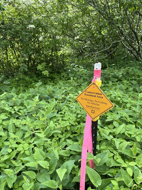 Conservation easement marker with pink flagging tape standing in dense green groundcover at Brooks Swamp