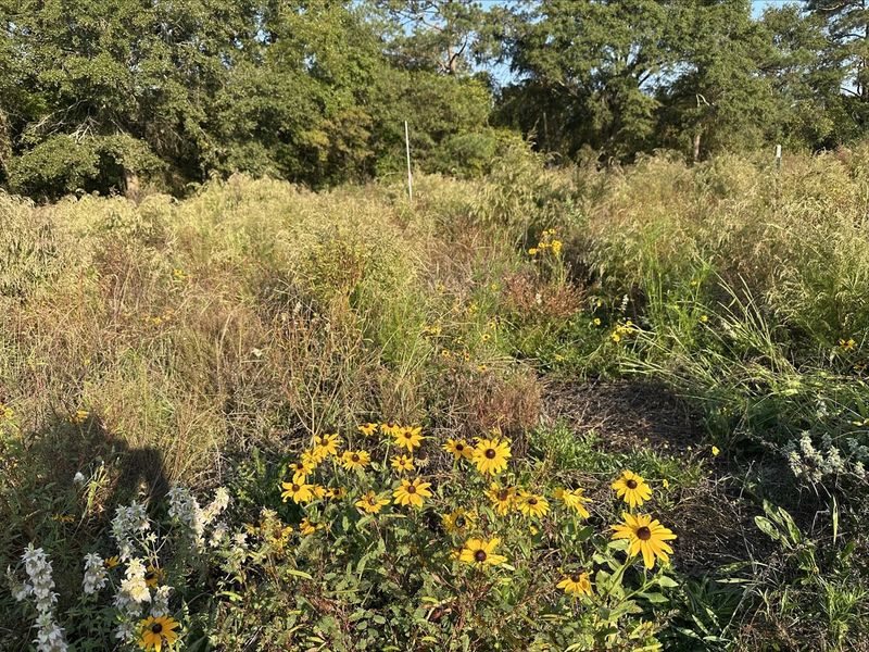 Black-eyed Susans and native grasses filling a restored field at Brooks Swamp, with mature hardwoods behind