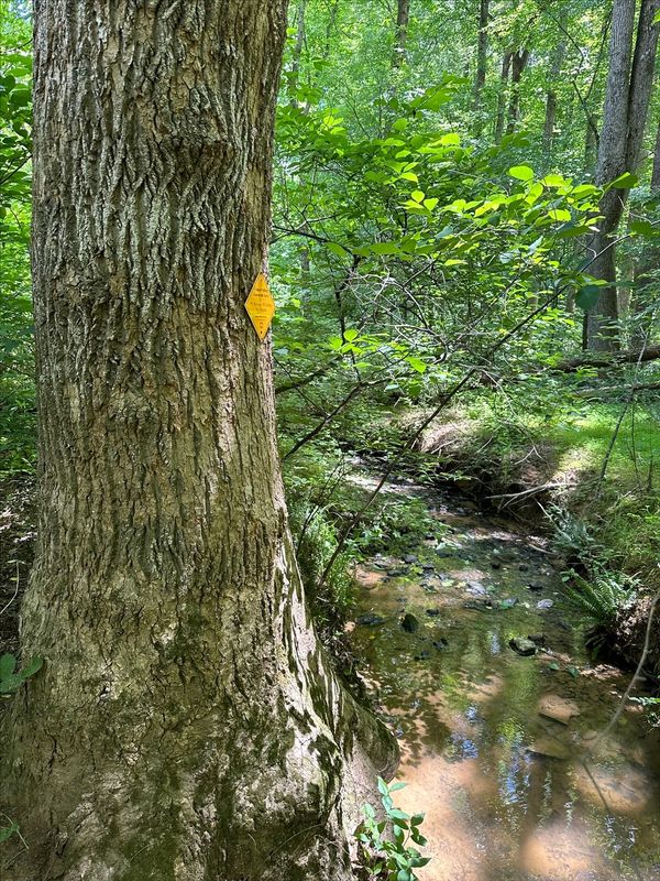 A conservation easement marker on a large tree beside a small rocky stream in the wooded buffer at Bandit Farms