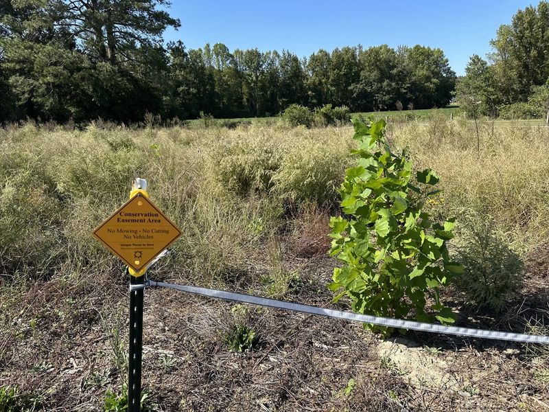 A Conservation Easement Area sign beside a young planted sycamore in a field of tall grasses at Brooks Swamp