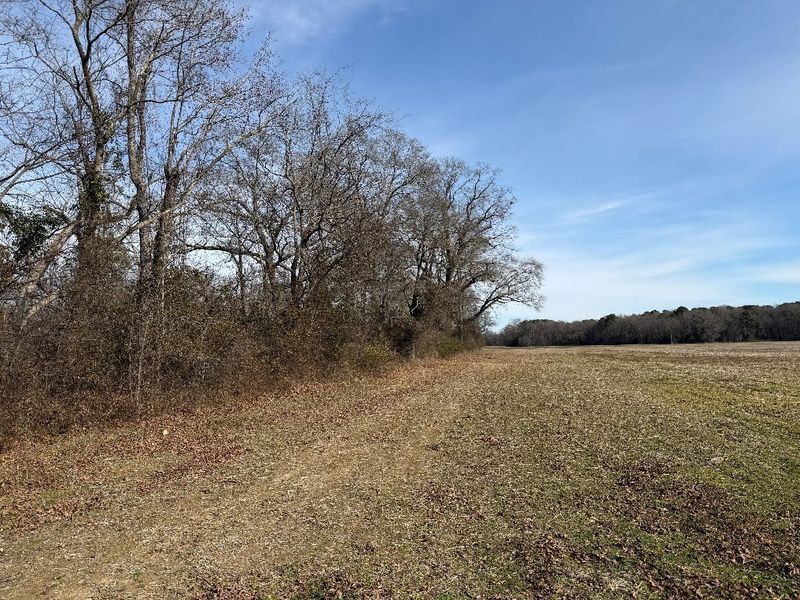 Harvested crop field beside a narrow strip of bare winter hardwoods along the river at the Jacks Bluff site near Goldsboro, NC
