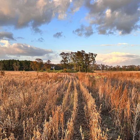 Rows of a harvested soybean field glowing at sunset with a stand of trees in the distance