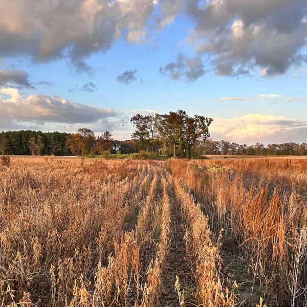 Rows of a harvested soybean field glowing at sunset with a stand of trees in the distance