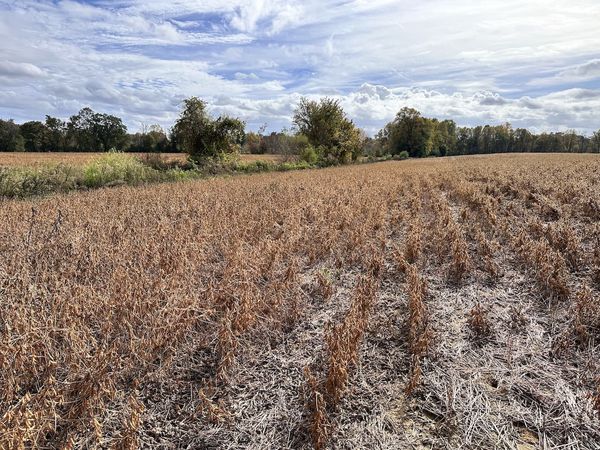 Harvested soybean field with a distant tree line under a cloudy sky, typical cropland before riparian restoration