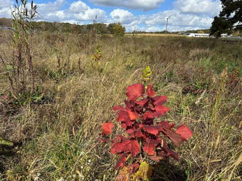 A young planted oak seedling with red autumn leaves growing in a restored meadow at Bandit Farms, with the winery buildings in the distance