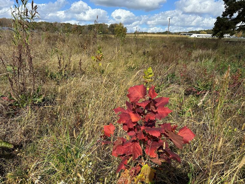 A young planted oak seedling with red autumn leaves growing in a restored meadow at Bandit Farms, with the winery buildings in the distance