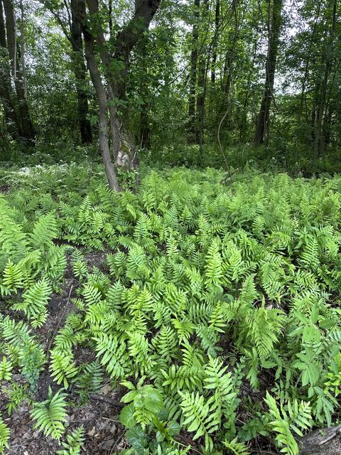Ferns carpeting the floor of a preserved hardwood forest at the Brooks Swamp site